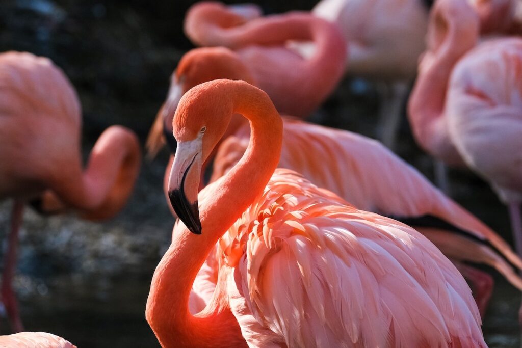 Flamingos in Italy Chia Beach