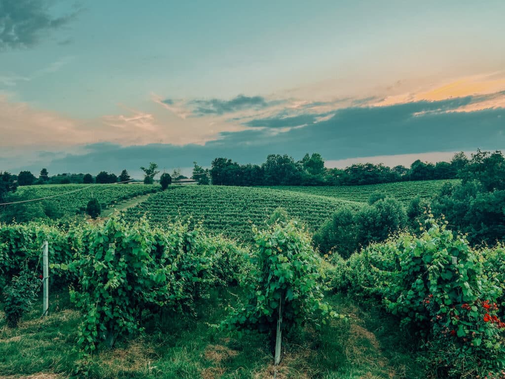 Emilia Romagna vineyard