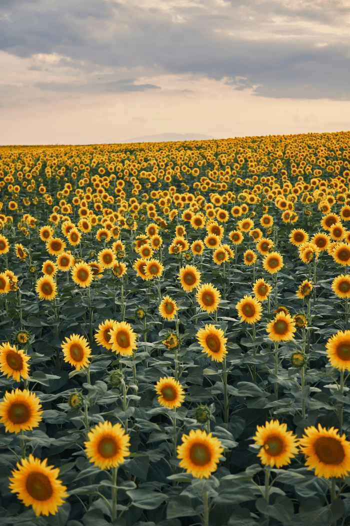 best time to visit Tuscany