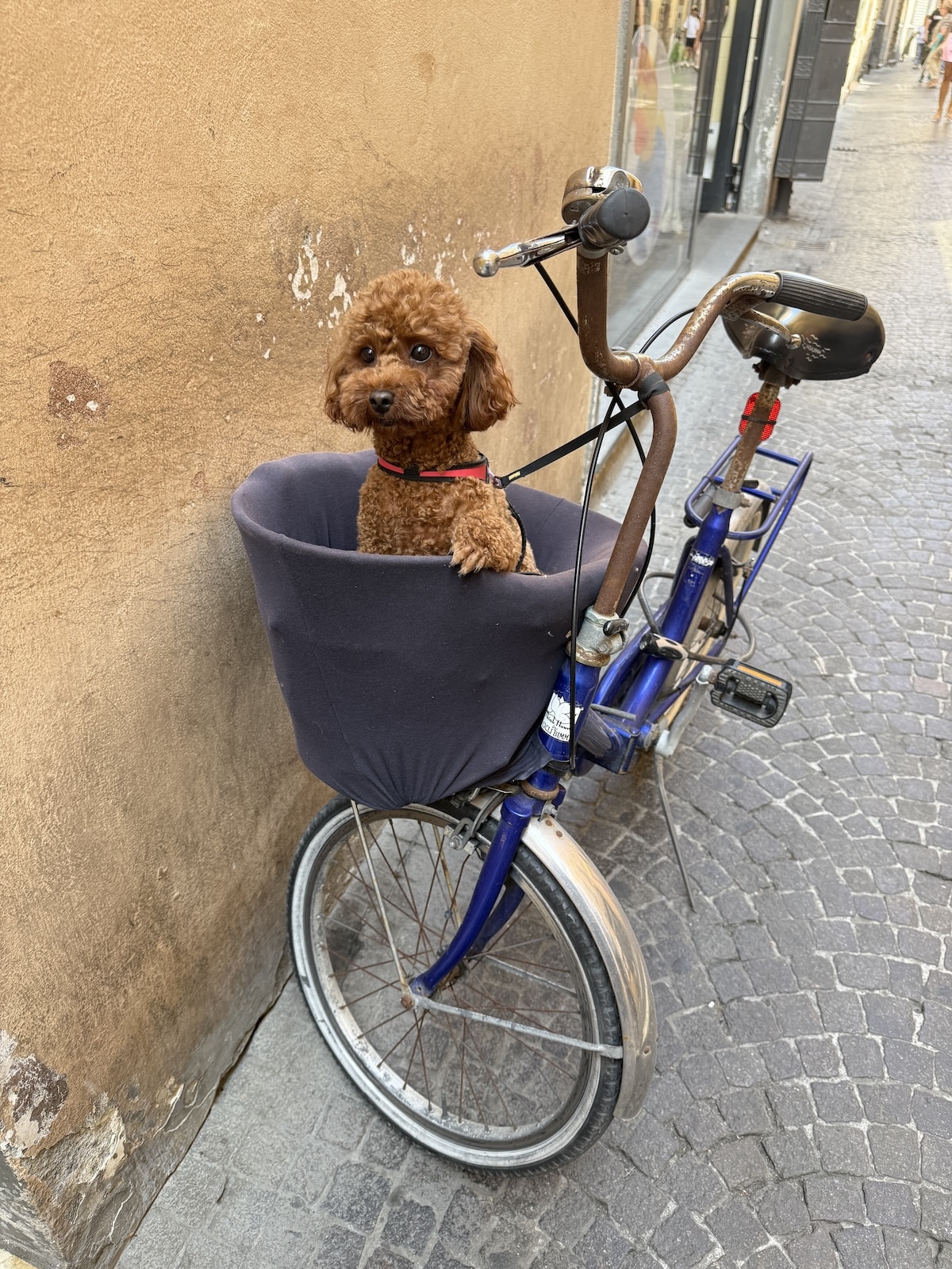 flying with a dog to Italy