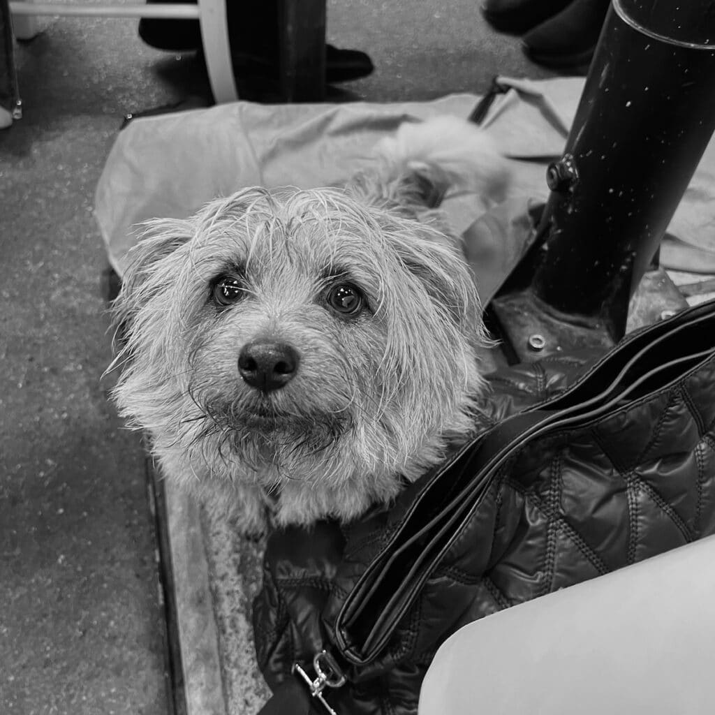 flying from the us to Italy with a dog