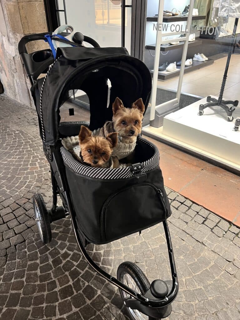 flying with a dog to Italy